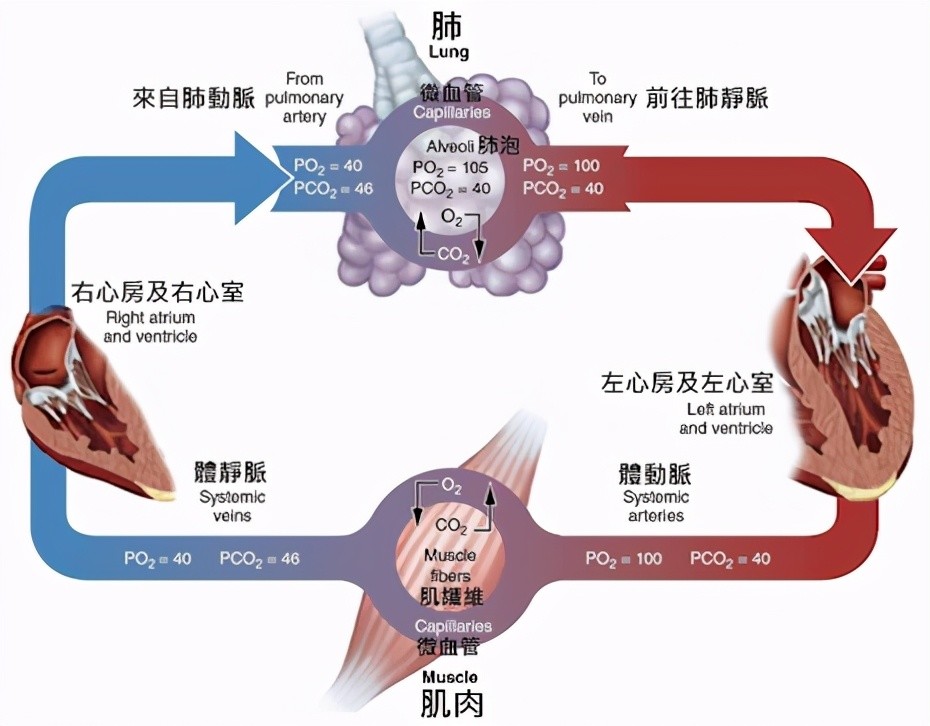 心三聯(lián)與呼三聯(lián)最新版，探索心臟與呼吸領(lǐng)域的創(chuàng)新技術(shù)